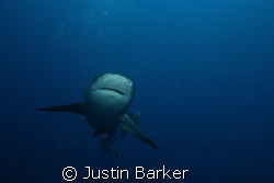 Bull Shark,off Ponto pinnacles. by Justin Barker 